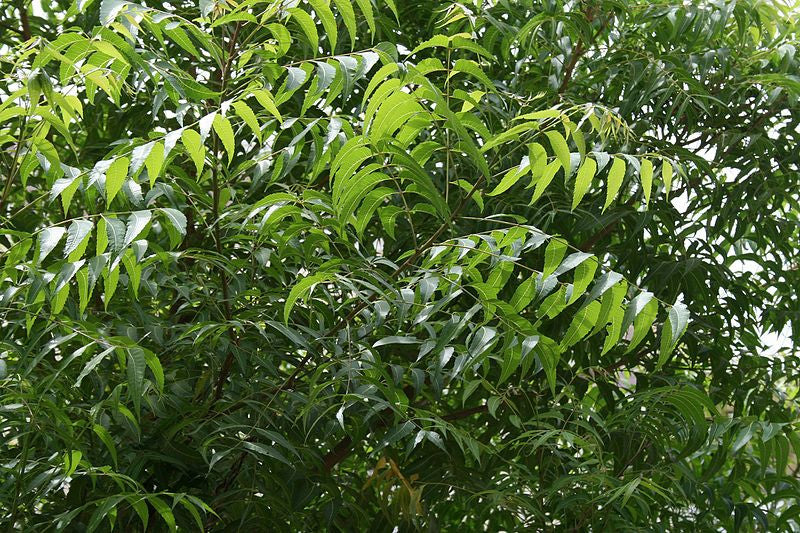 Neem Leaf Capsules Pure Azadirachta Indica Herbal Dietary Supplement